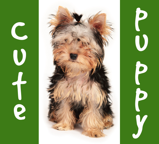 Puppy Match screenshot